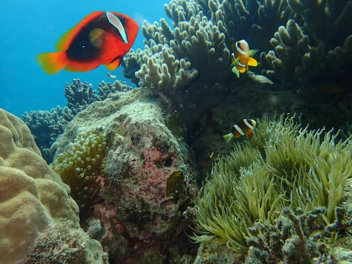 Half-Day Snorkeling Trip to Kerama (A : Kerama Snorkeling) - Key Points