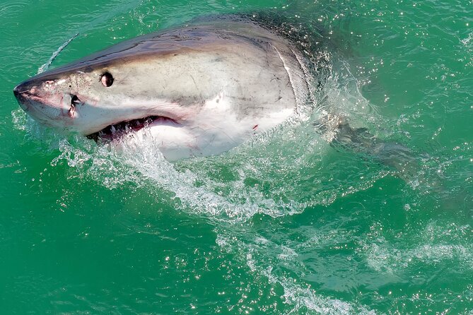 Half-Day White Shark Cage Diving From Gansbaai - Overview of the Experience