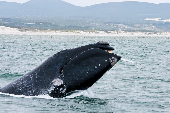 Hermanus Whale Watching Boat Trip With Shared Transfers From Cape Town - Key Points