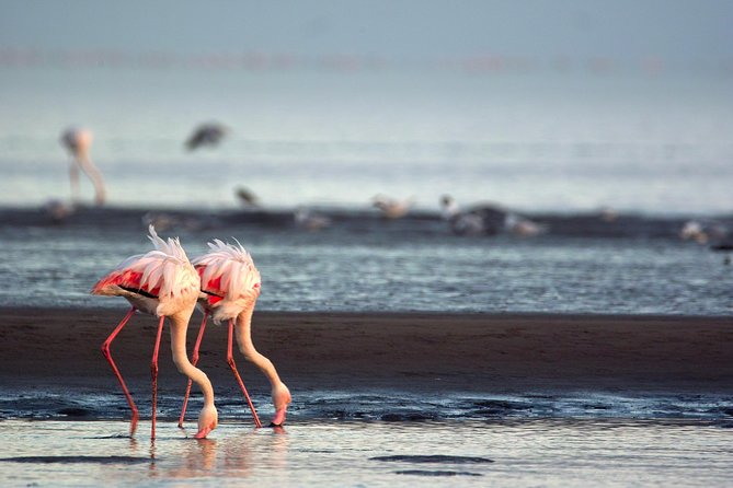 Highlights of Walvis Bay Guided 1/2 Day Tour (Shore Excursion) - Key Points