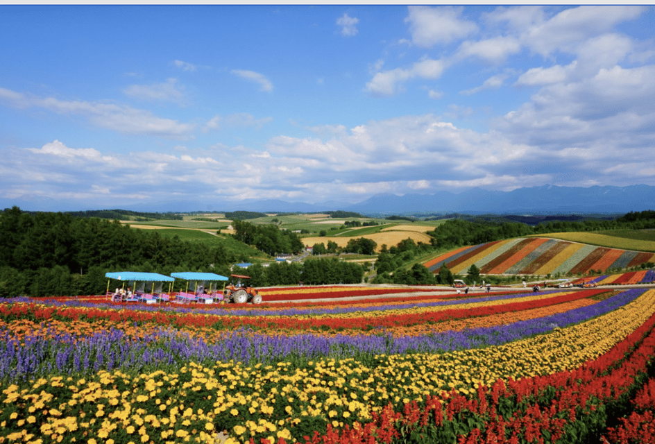 Hokkaido Furano Tomita Farm Tour Review - Key Points