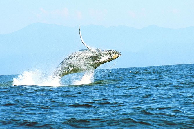 Humpback Whales Watching + Samana Eco-Tour - Overview of the Tour