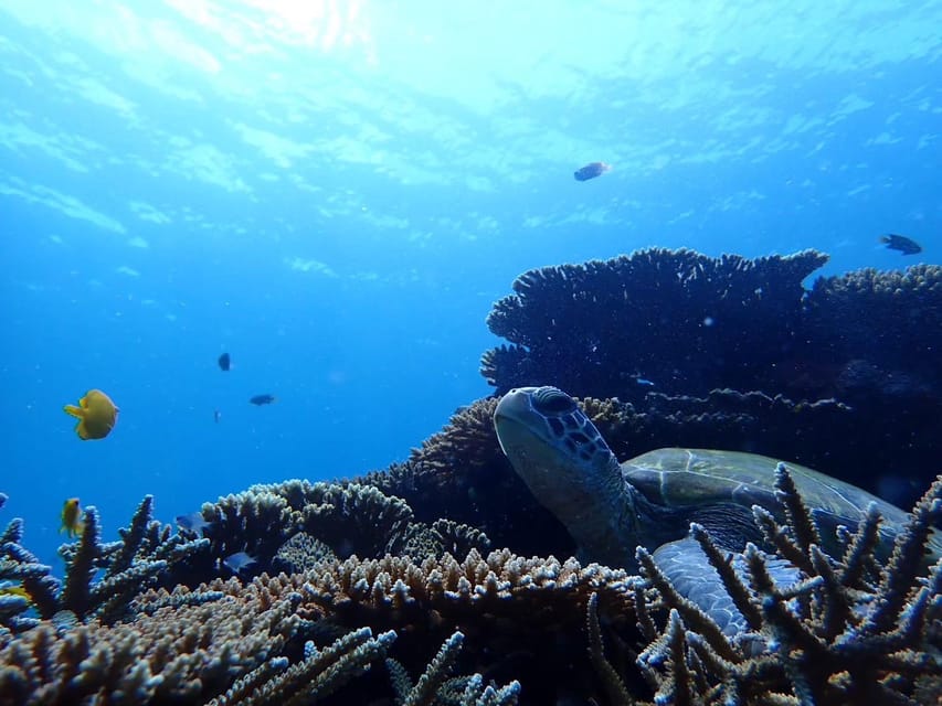 Ishigaki: Blue Cave Snorkeling Tour - Key Points