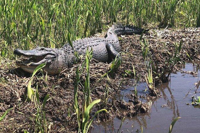 Jean Lafitte 90-Minute Swamp and Bayou Boat Tour - Key Points