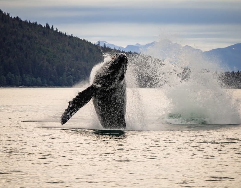 Juneau: Mendenhall Glacier Waterfall & Whale Watching Tour - Key Points