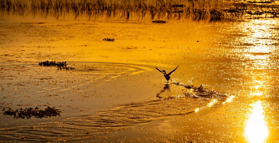 Kissimmee: Boggy Creek Sunset Airboat Tour - Key Points