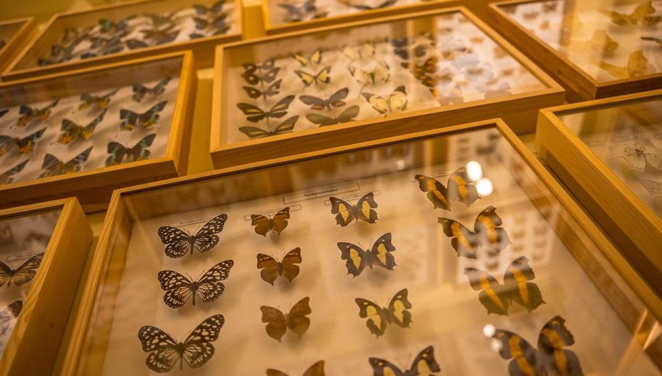 Krakow: Living Butterfly Museum - Key Points