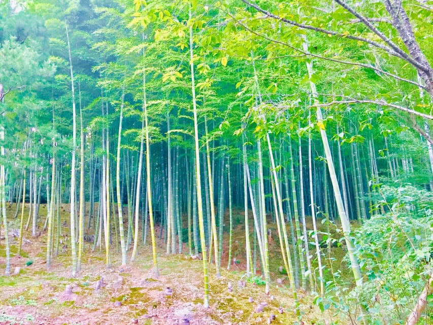 Kyoto, Arashiyama: Bamboo Grove Half-Day Private Guided Tour - Key Points