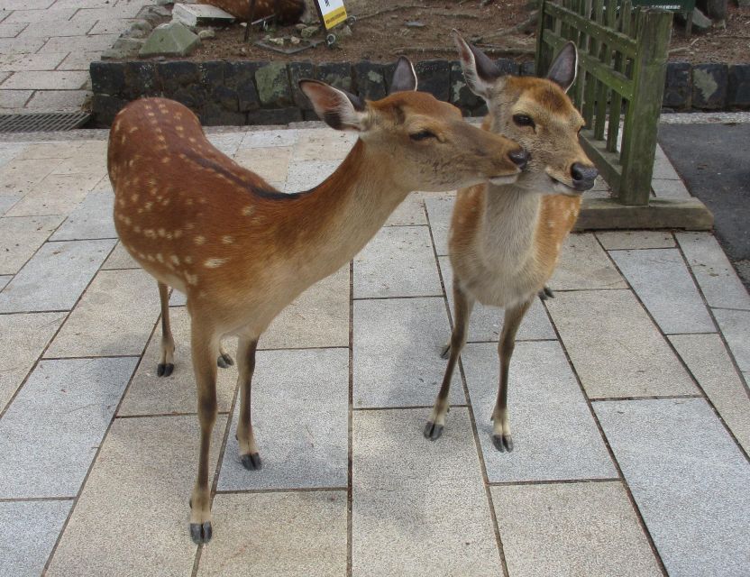 Kyoto-Nara: Giant Buddha, Deer Pagoda Geisha (Italian) - Key Points