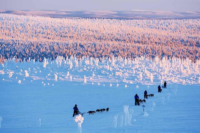 Lapland Husky Safari From Saariselkä - Key Points