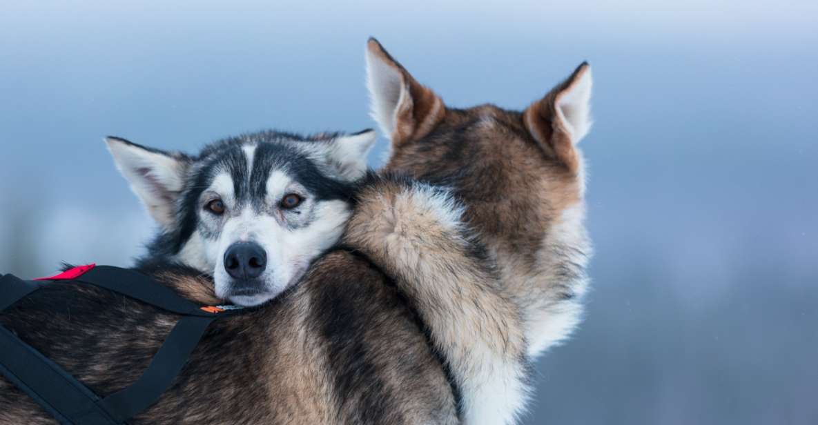 Levi: Self-Drive Husky Sledding Adventure - Key Points