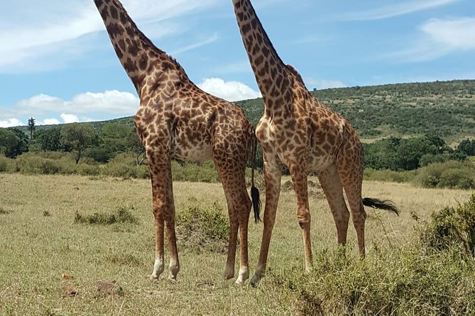 Maasai Mara Game Reserve - Key Points