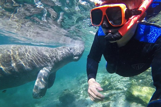 Manatee Swim Tour With in Water Photographer - Key Points