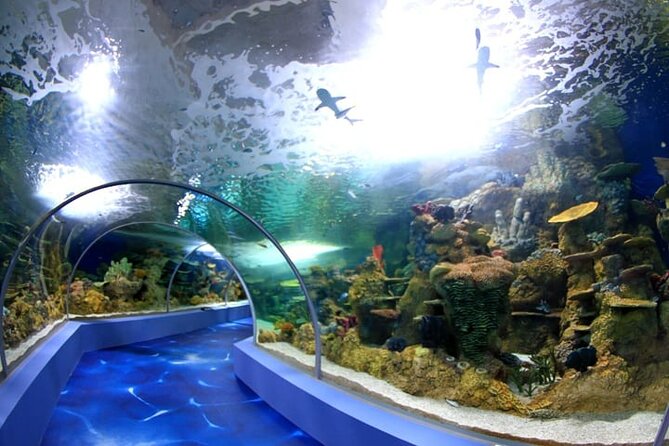 Mauritius Odysseo Oceanarium in Port Louis - Key Points