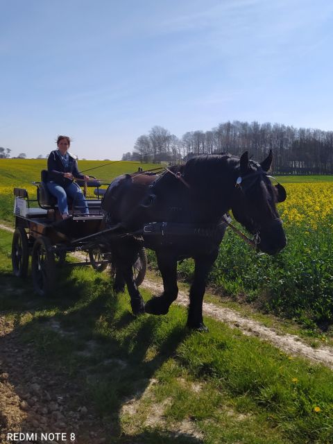 Mentheville: Horse-Drawn Carriage Ride in the Countryside - Key Points