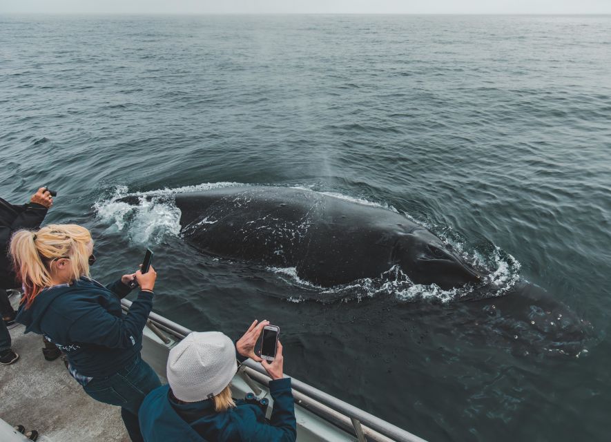 Monterey: Sunset Whale Watching Cruise With a Guide - Key Points