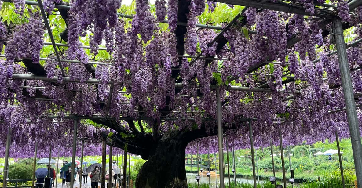 Most Beautiful Great Wisteria in the World - Key Points