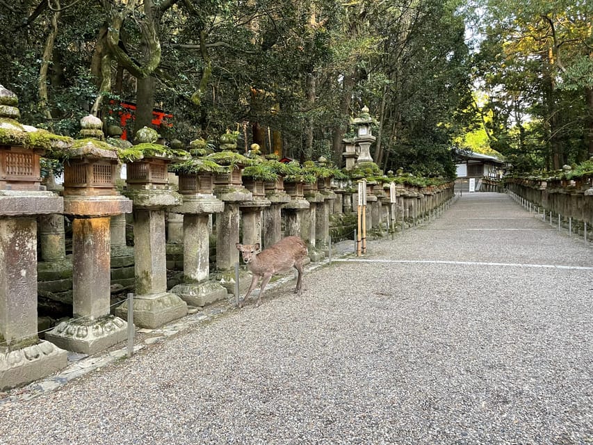 Nara Hiking Tour Review: Buddha, Deer, and Shrines - Key Points