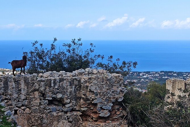 Nature Walking Tour in the Mediterranean Cyprus-8days - Key Points