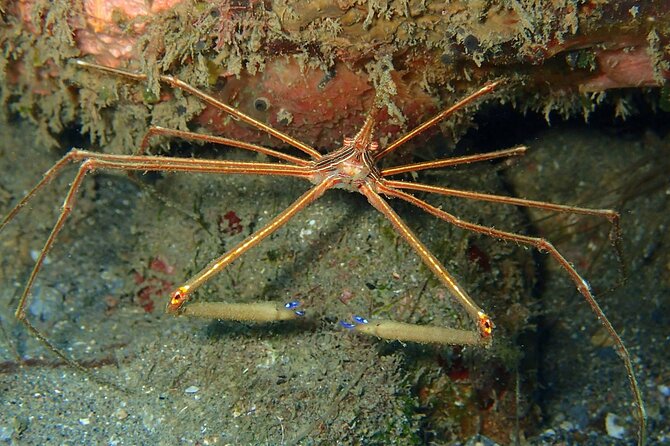 PADI Discover Scuba Diving at Champagne Reef Dominica - Overview of the Tour