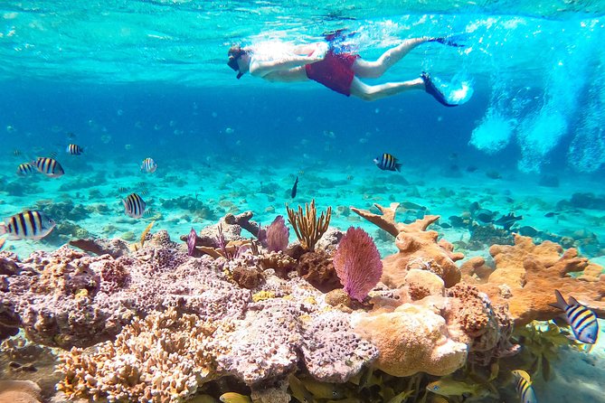 Pearl Island Bahamas Snorkeling Experience and Lunch - Key Points