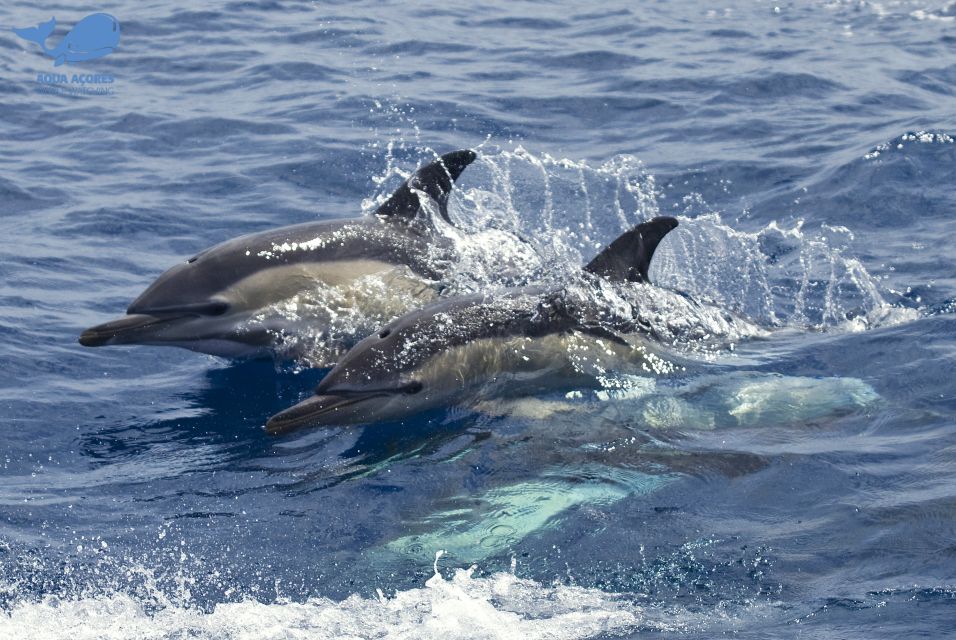 Pico Island: Azores Whale & Dolphin Watching on Zodiac Boat - Key Points