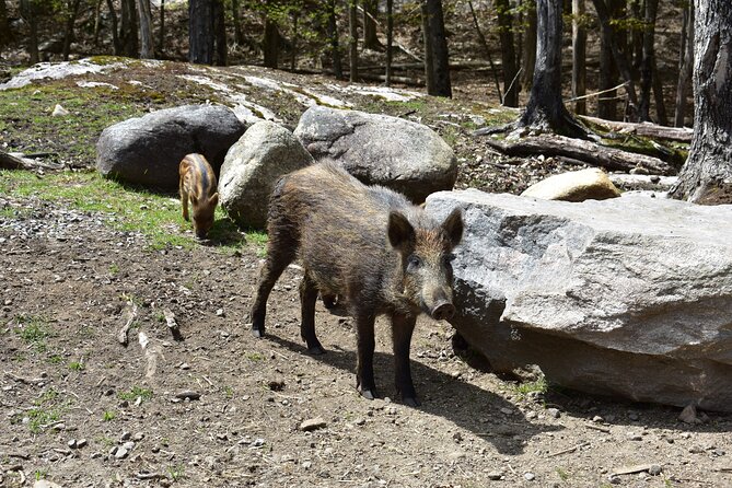 Private Day Trip to Parc Omega and Chateau Montebello From Montreal - Key Points