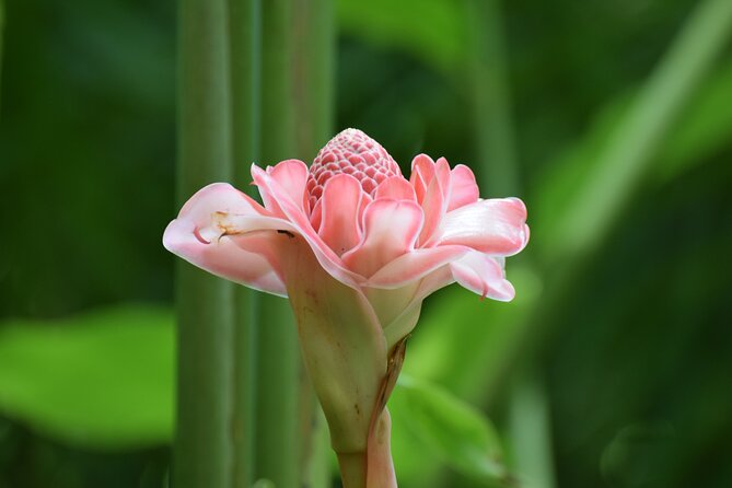 Private Glorious Gardens of Barbados - Tour Overview