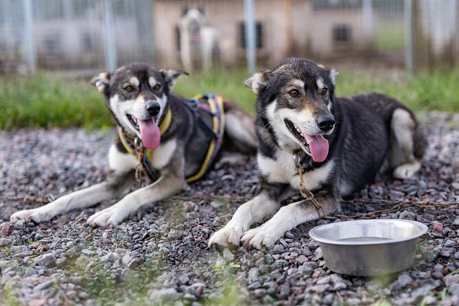 Private Kennel Visit and ATV Tour With the Huskies - Key Points