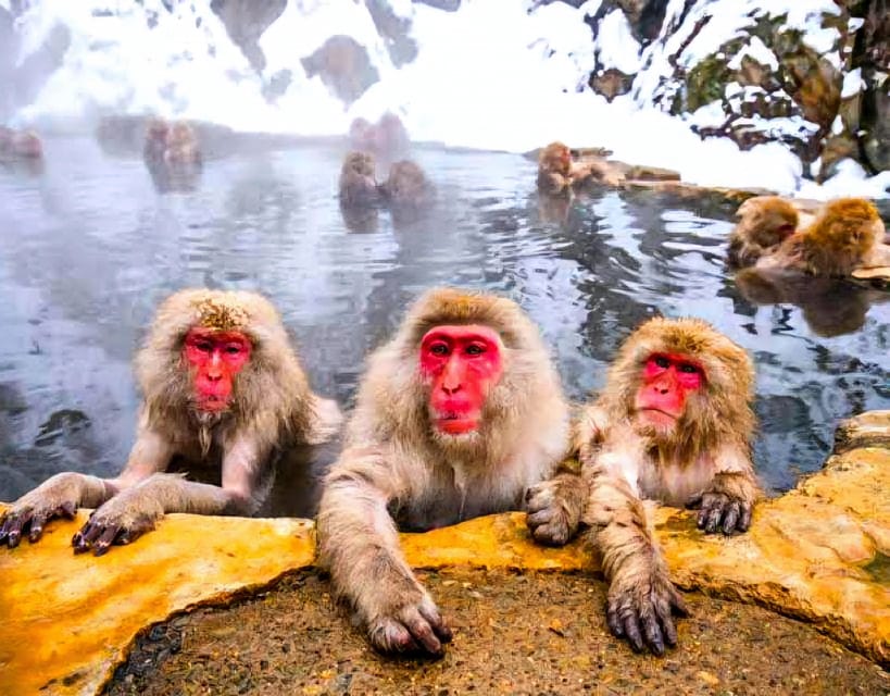 Private Snow Monkey Zenkoji Temple Sightseeing Day Tour - Key Points