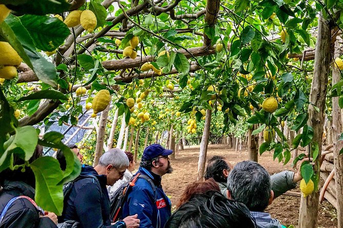 Private Tour: The Path of the Lemons - Key Points