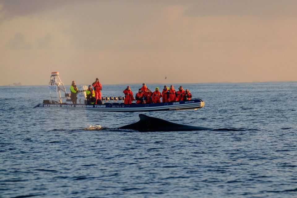 Reykjavik: Premium Whale Watching With Flexible Ticket - Key Points