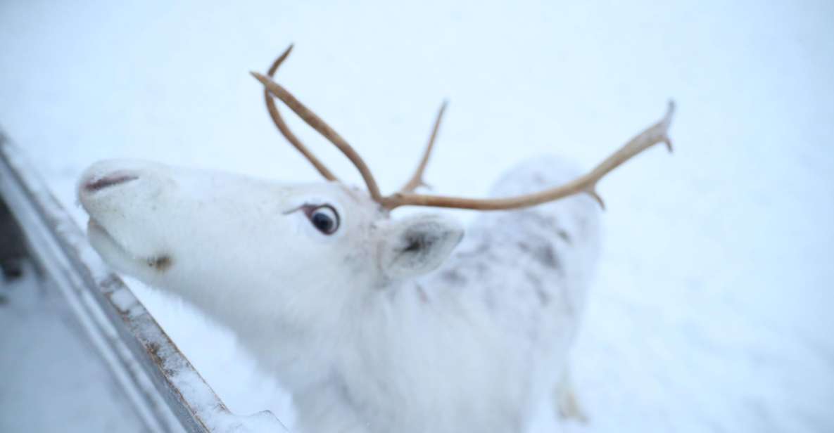 Rovaniemi: Husky and Reindeer Farm Visit With Sleigh Rides - Key Points