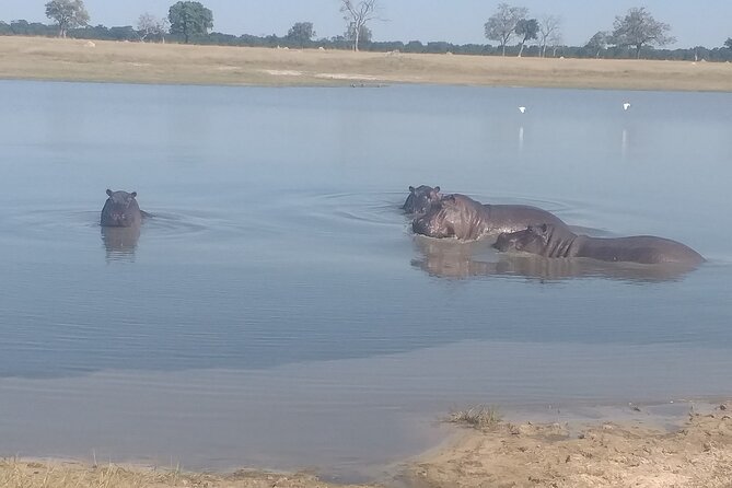 Safari Game Drive in Zambezi National Park - Key Points