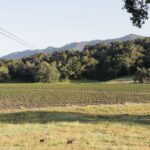 Santa Margarita: Zipline Adventure With 6 Different Ziplines Key Points