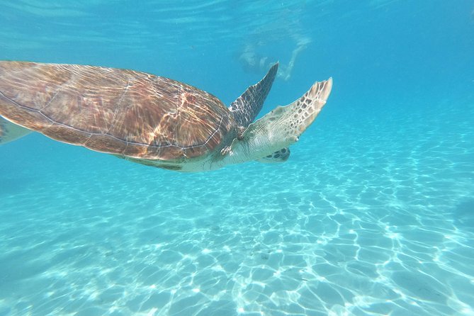 Snorkel With Turtles & Kenepa Grandi Beach: Nr.1 Island Day Trip - Key Points