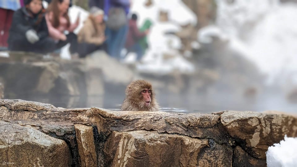 Snow Monkeys, Nagano, Zenkoji Temple & Sake Day Trip - Key Points