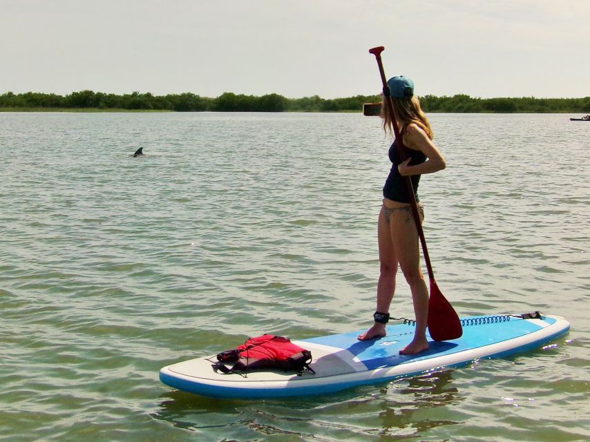 St. Augustine: Paddle Board Dolphin Adventure - Key Points