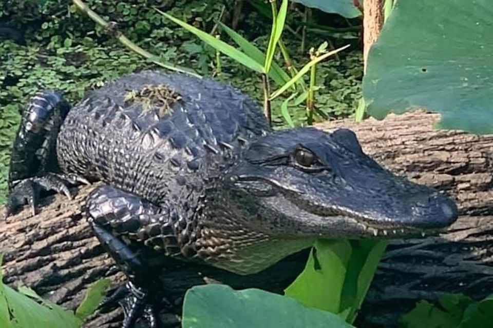 St. Augustine: St. Johns River Airboat Safari With a Guide - Key Points