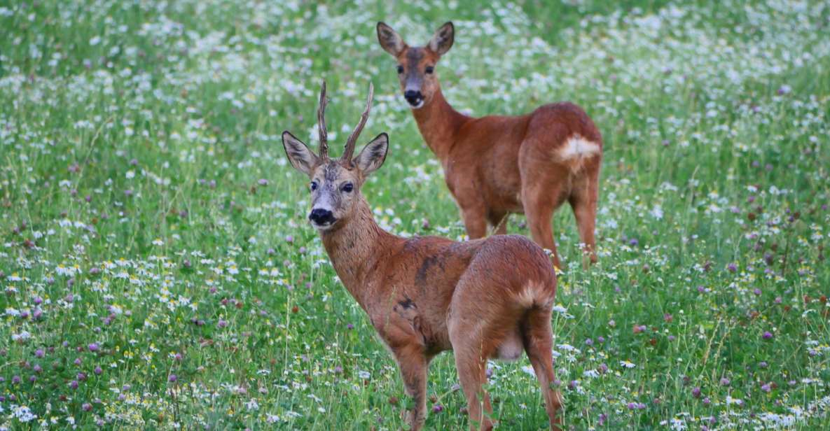 Stockholm: Evening Wildlife Safari With Midsummer Meal - Key Points