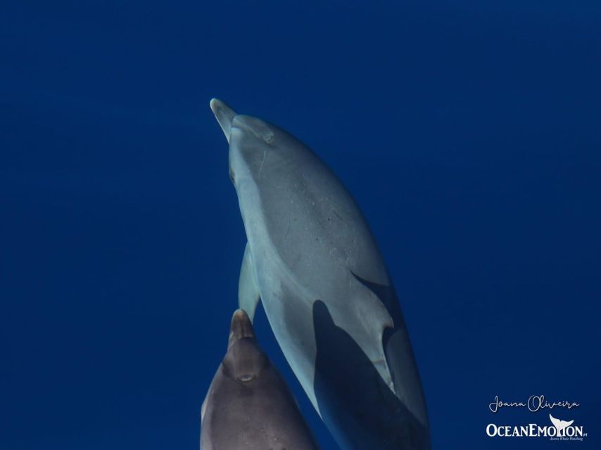 Swimming With Dolphins in Terceira Island - Key Points