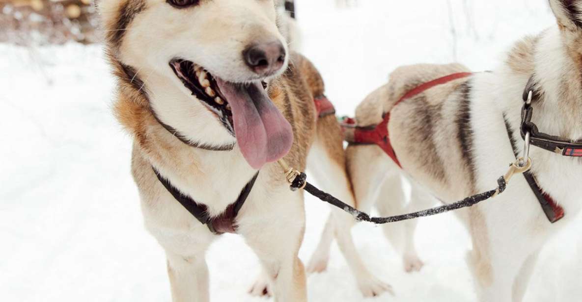 Talkeetna: Alaskan Winter Dog Sledding Experience - Key Points