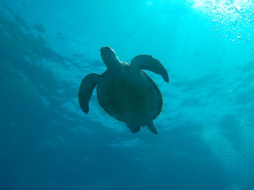 Tenerife: 2 Diving Sessions for Certified Divers - Key Points