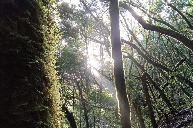 Tenerife: Hiking Through Enchanted Laurel Forest Above Masca - Key Points