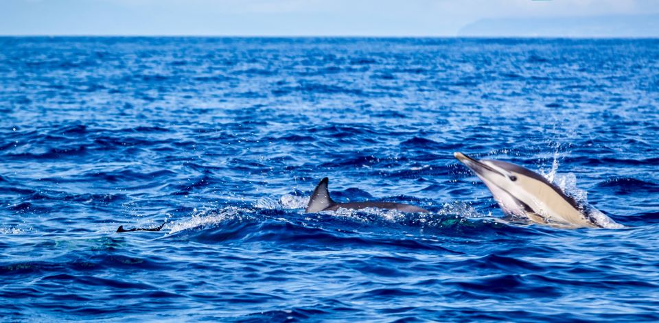 Terceira: Boat Tour and Swimming With Dolphins - Key Points