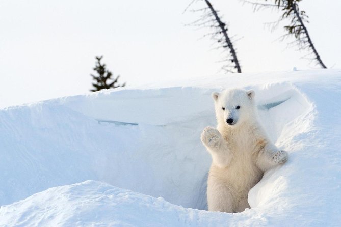 The Ultimate Lappish Adventure, Full Day Tour, Meals Included - Key Points