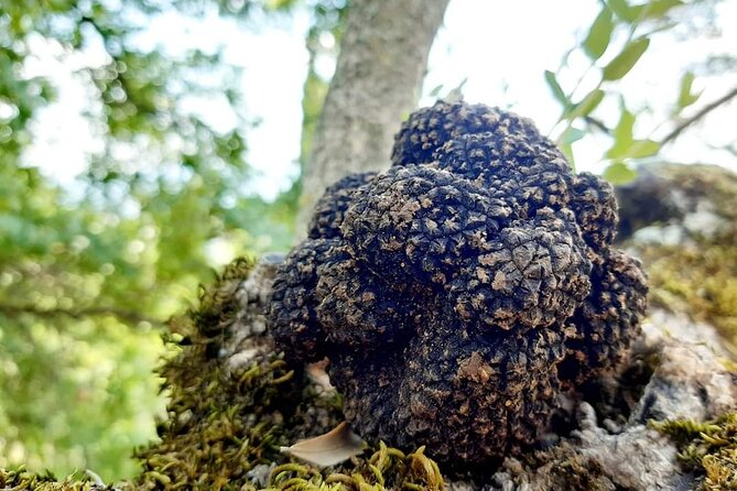 Truffle Hunting Experience in Assisi - Key Points