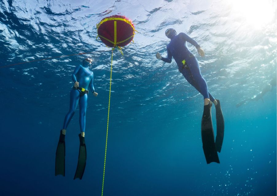 Try Freediving Experience in Arrábida Marine Reserve - Key Points