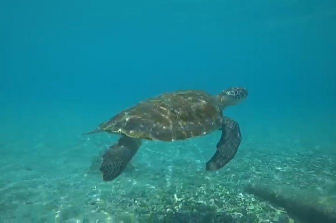 TUGBOAT Snorkeling Trip - Trip Overview