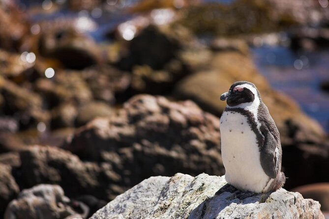 Whale Watching Hermanus - Boat Base - Key Points